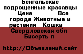 Бенгальские подрощенные красавцы. › Цена ­ 20 000 - Все города Животные и растения » Кошки   . Свердловская обл.,Бисерть п.